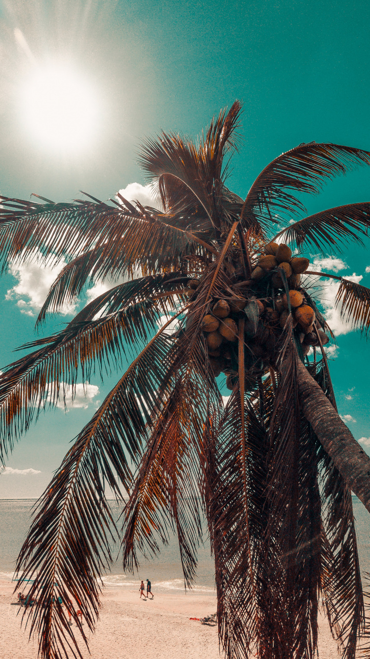 Обои Кокос, дерево, свет, мир, наземное растение в разрешении 750x1334