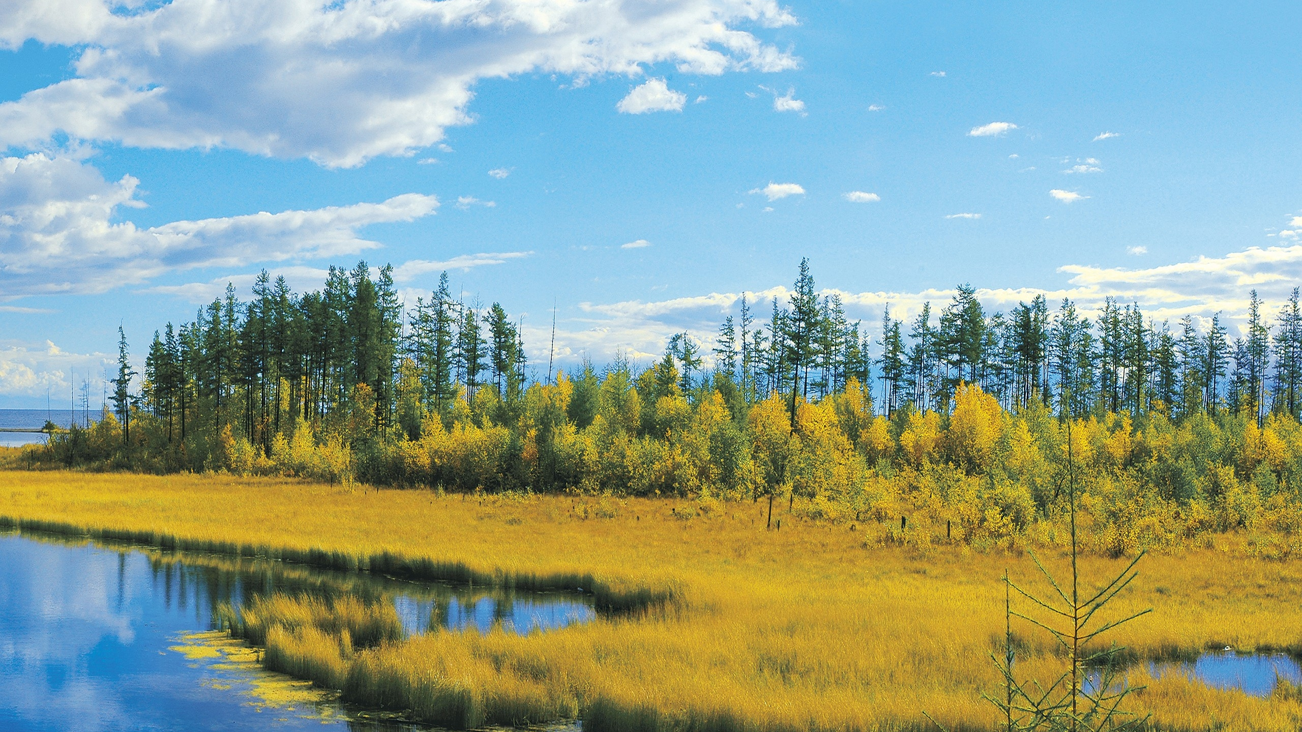 Обои дерево, природа, отражение, дикая местность, природный заповедник в разрешении 2560x1440