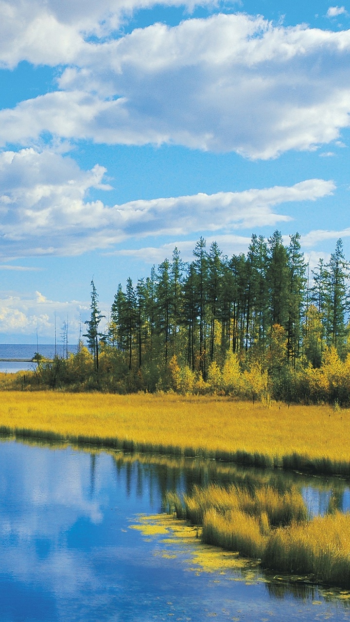 Обои дерево, природа, отражение, дикая местность, природный заповедник в разрешении 720x1280