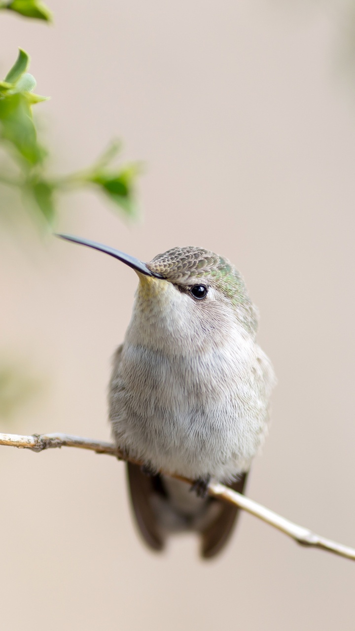 Обои клюв, птица, Колибри, прут, опылитель в разрешении 720x1280