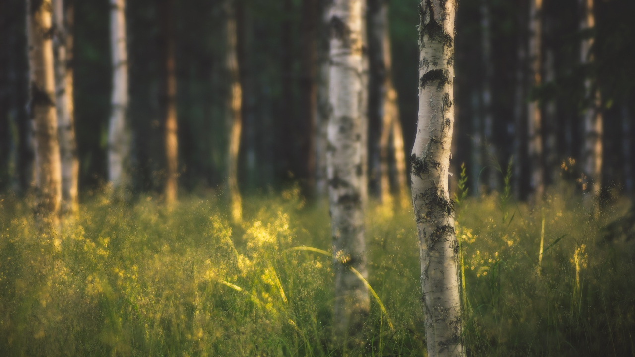 Обои дерево, природа, лес, лесистая местность, растительность в разрешении 1280x720