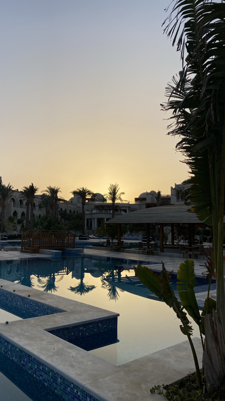 Обои отражение, плавательный бассейн, пальмовые рощи, вода, гидроресурсы в разрешении 750x1334