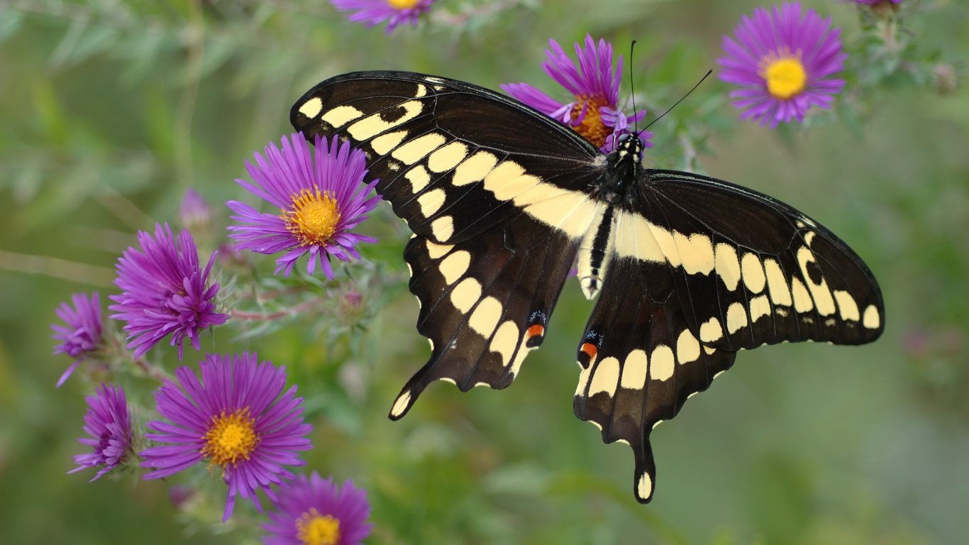 Обои насекомое, цветок, мотыльки и бабочки, бабочка, беспозвоночных в разрешении 1366x768