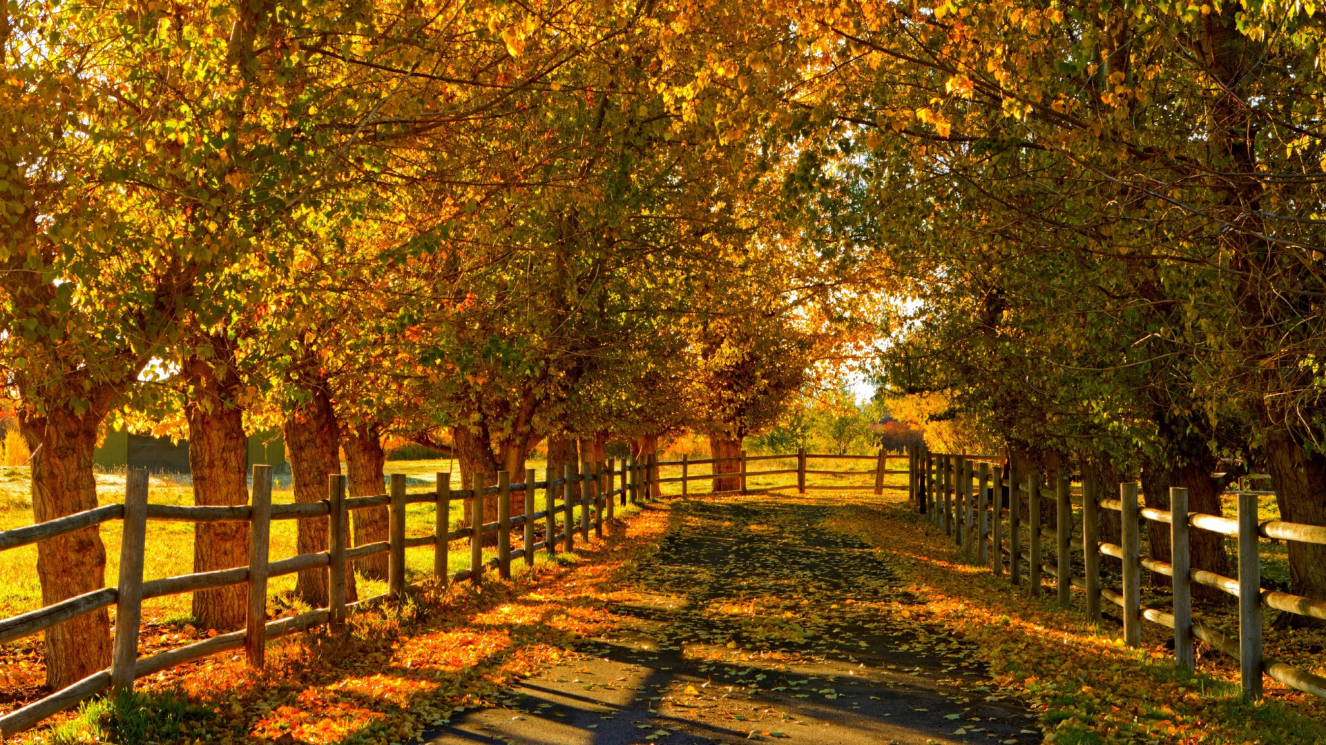 Обои дерево, природа, лист, осень, листопадные в разрешении 1920x1080