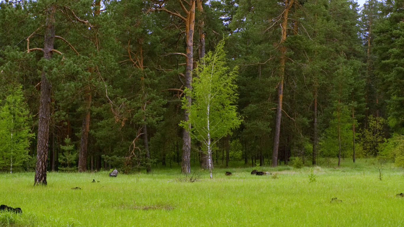 Обои дерево, природа, природный заповедник, лес, растительность в разрешении 1366x768