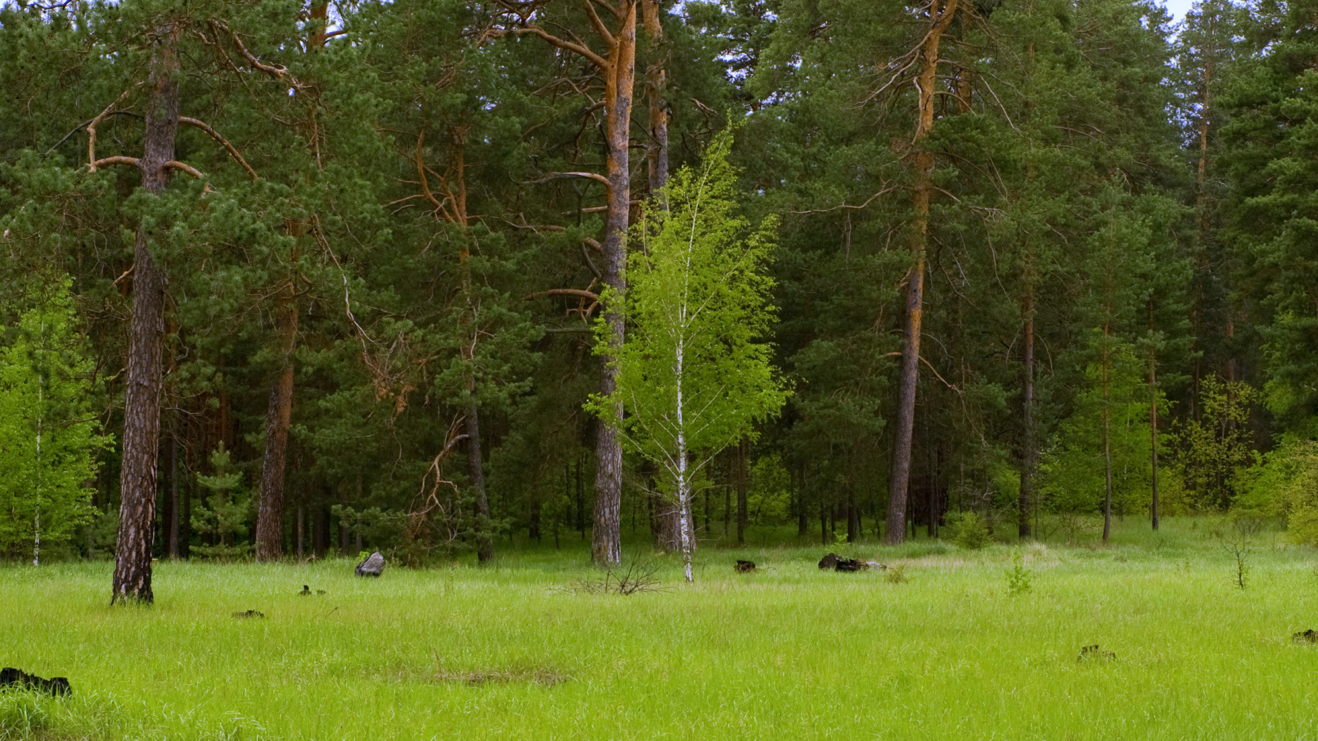 Обои дерево, природа, природный заповедник, лес, растительность в разрешении 1920x1080