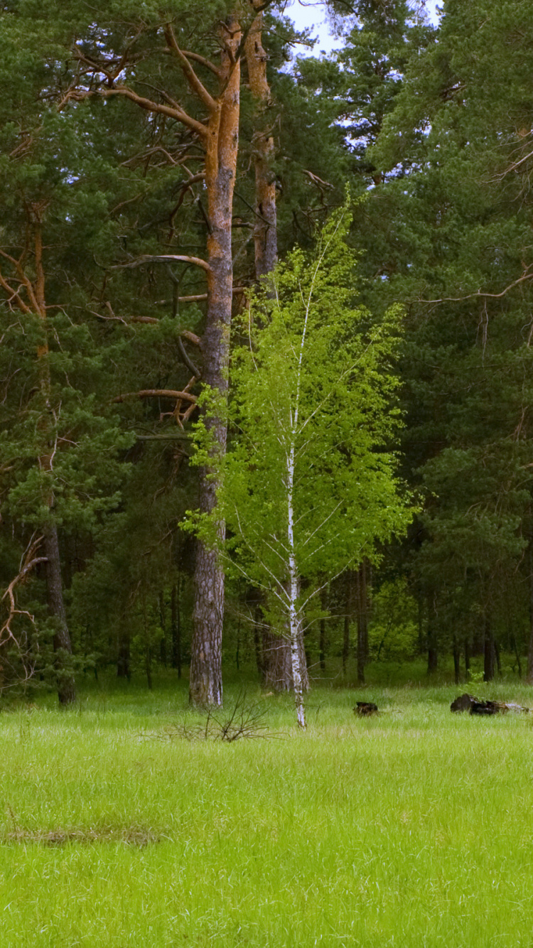 Обои дерево, природа, природный заповедник, лес, растительность в разрешении 750x1334