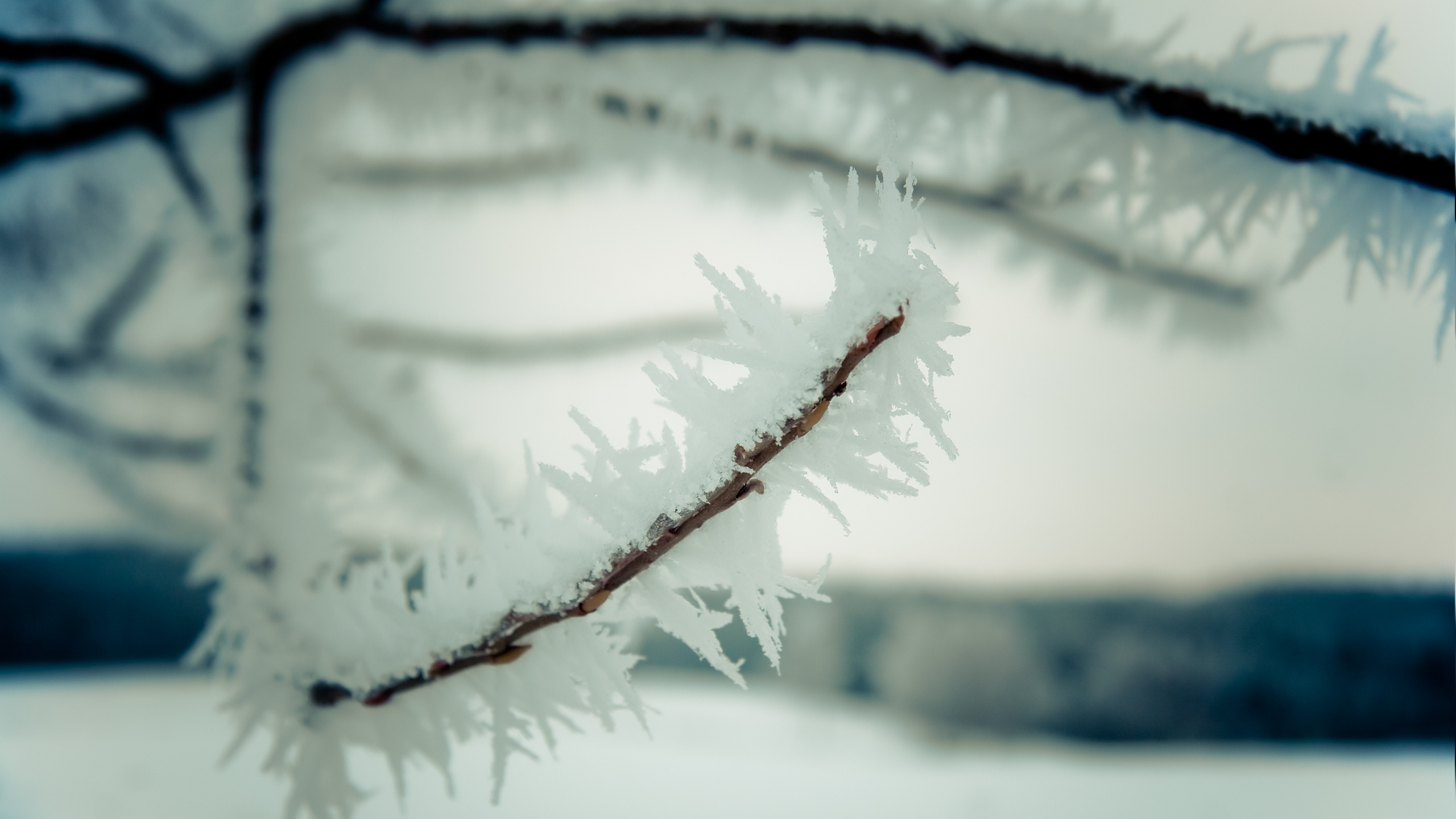 Обои ветвь, зима, снег, замораживание, прут в разрешении 2560x1440