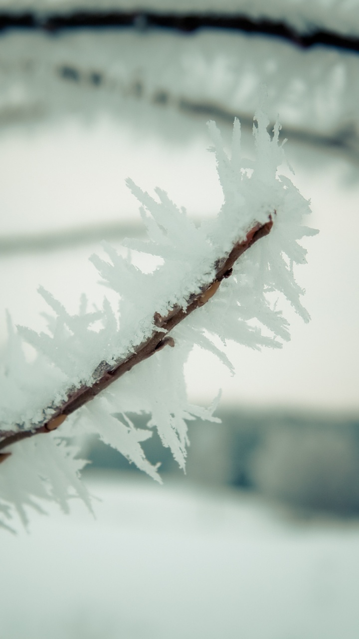 Обои ветвь, зима, снег, замораживание, прут в разрешении 720x1280