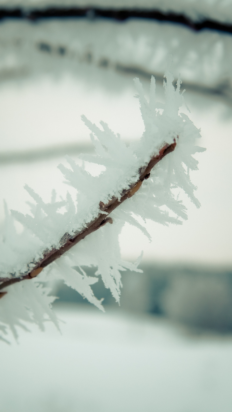 Обои ветвь, зима, снег, замораживание, прут в разрешении 750x1334