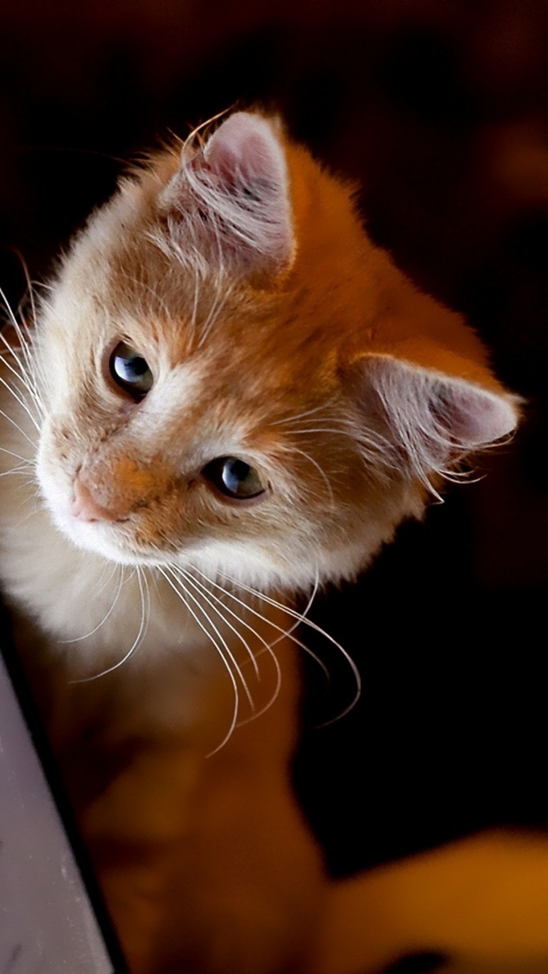 Обои кот, кошачьих, бакенбарды, котенок, мех в разрешении 1080x1920