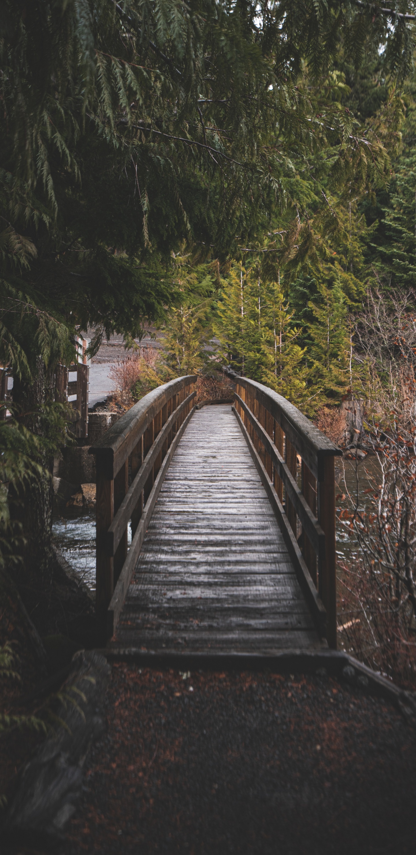 Обои озеро триллиум, дерево, дорожка, древесина, природный ландшафт в разрешении 1440x2960