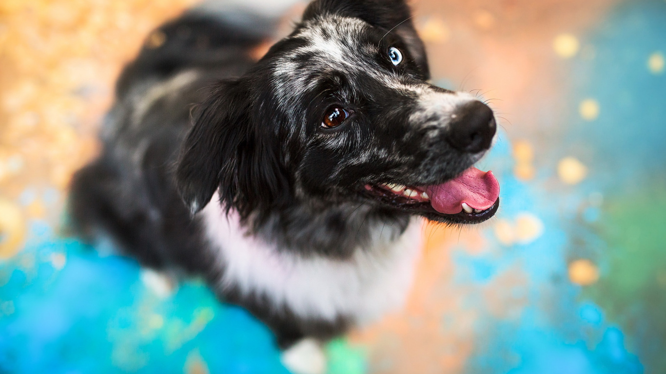 Обои стабихун, собака породы, Ньюфаундленд, щенок, морда в разрешении 1366x768