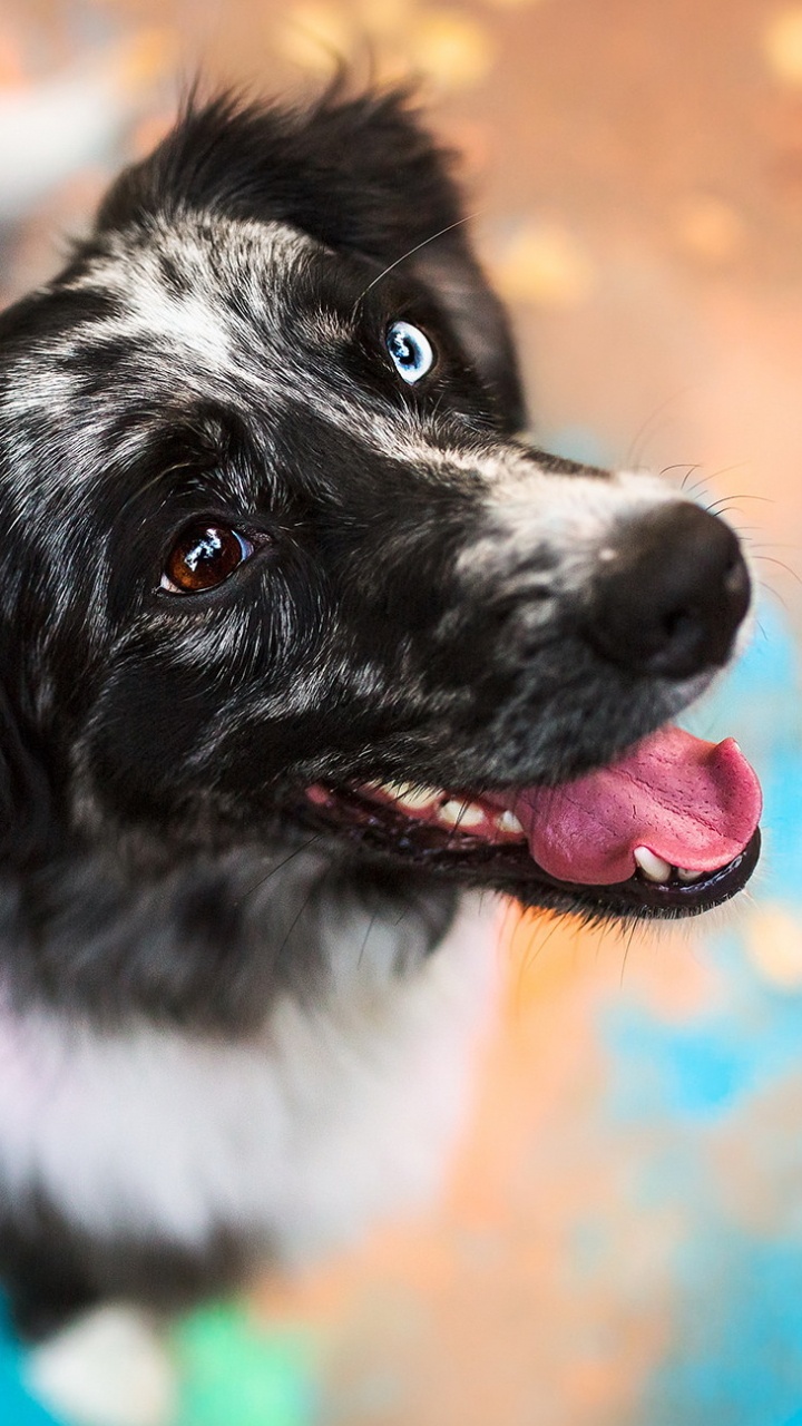 Обои стабихун, собака породы, Ньюфаундленд, щенок, морда в разрешении 720x1280