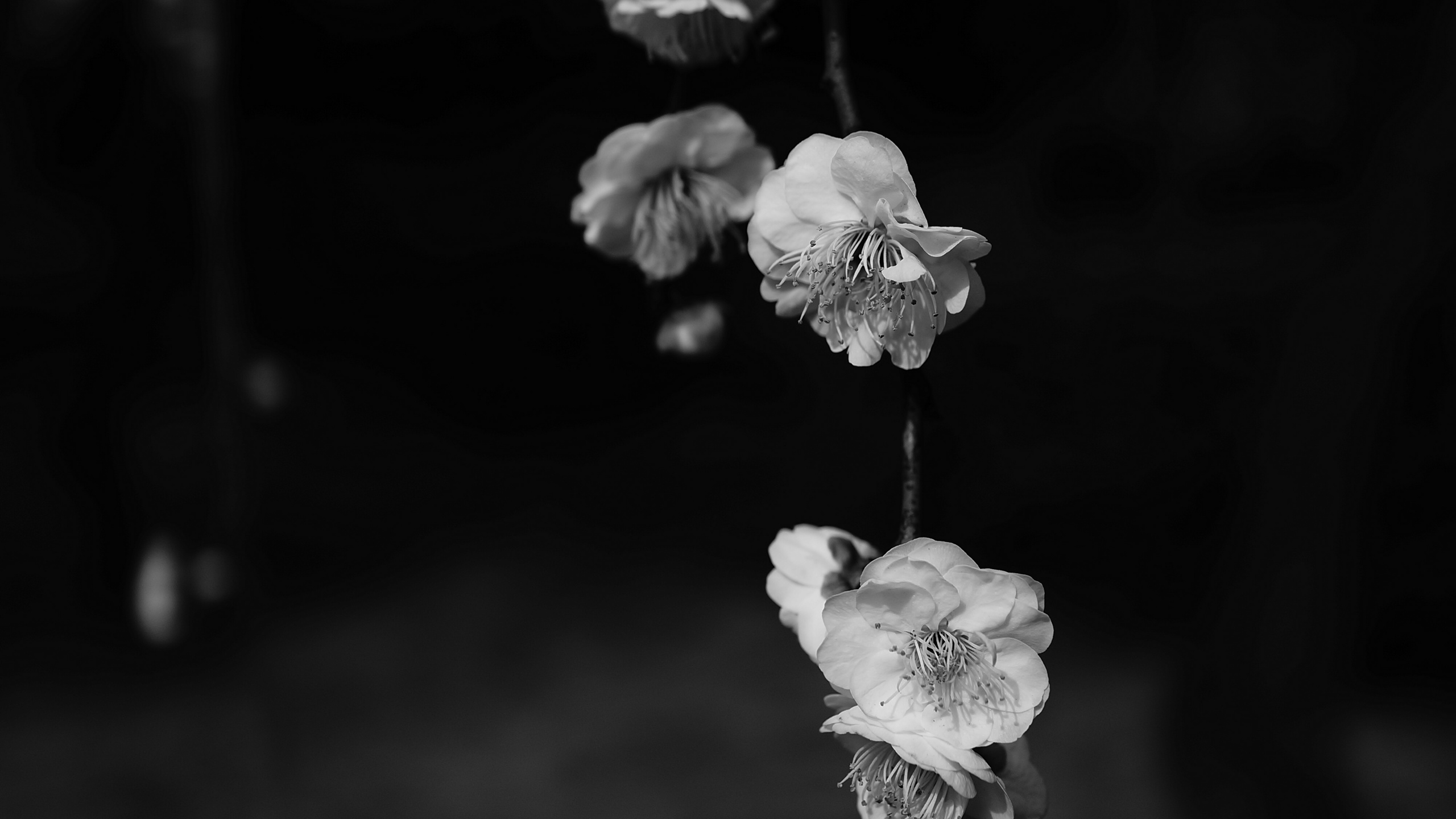 Обои цветок, черный и белый, смартфон, белые, черный в разрешении 2560x1440