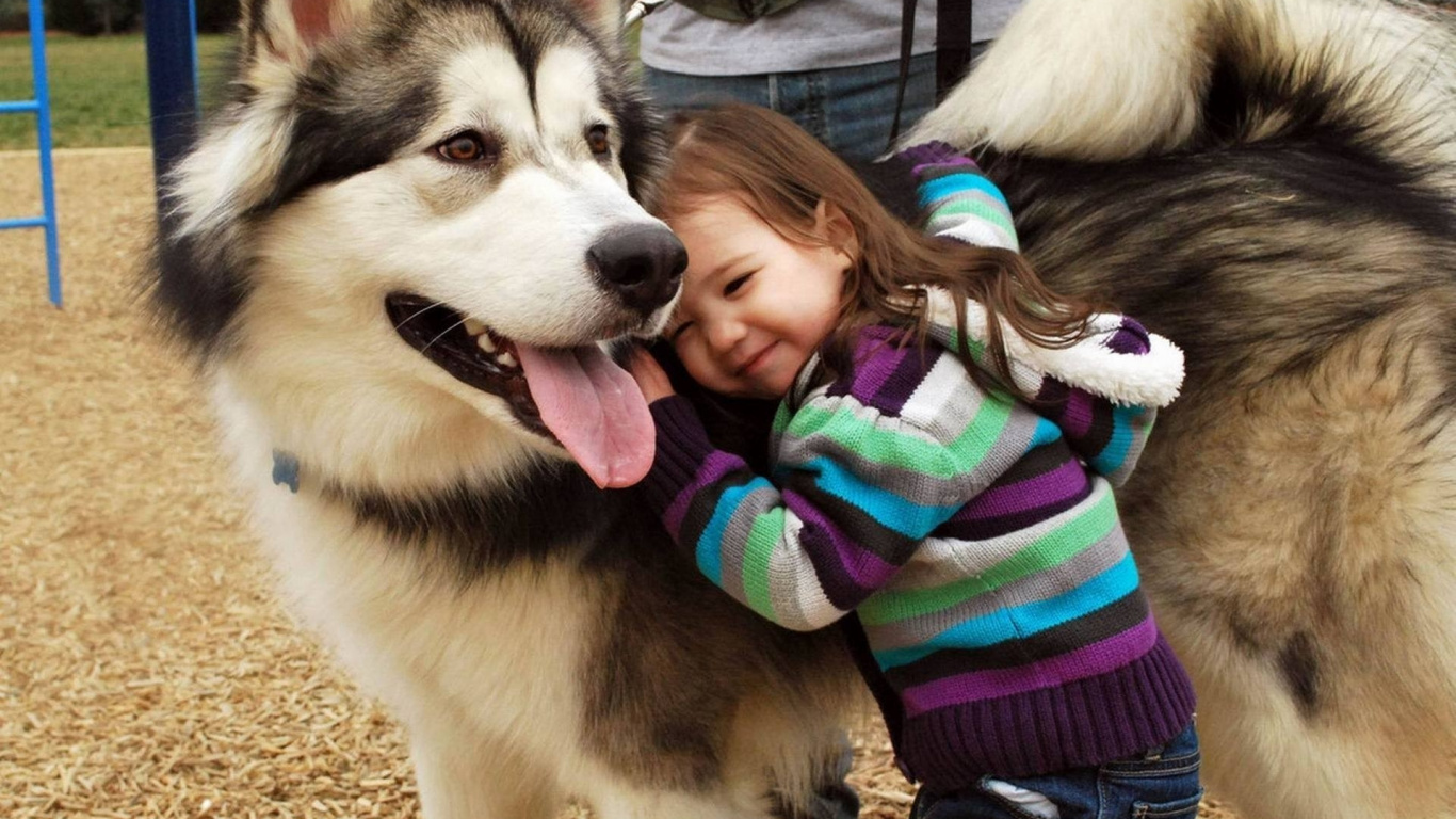 Обои аляскинский маламут, привлекательность, ездовая собака, собака породы, укус собаки в разрешении 1366x768