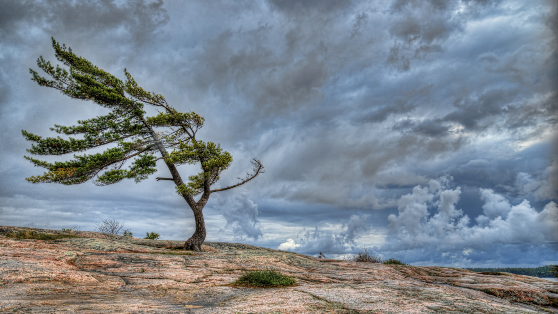 Обои ветер, дерево, облако, древесные растения, дикая местность в разрешении 1920x1080