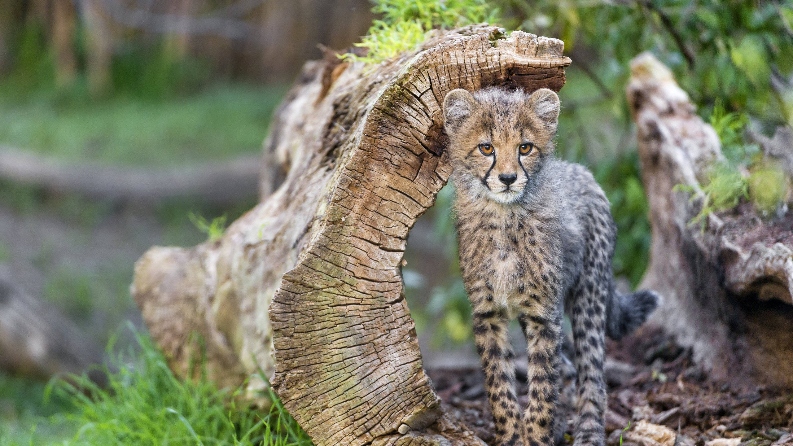 Обои живая природа, Гепард, Леопард, Дикая кошка, кот в разрешении 2560x1440