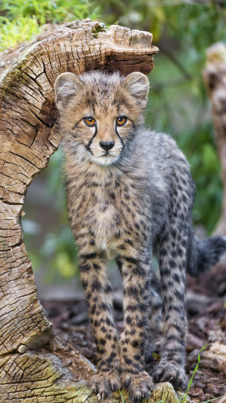 Обои живая природа, Гепард, Леопард, Дикая кошка, кот в разрешении 750x1334