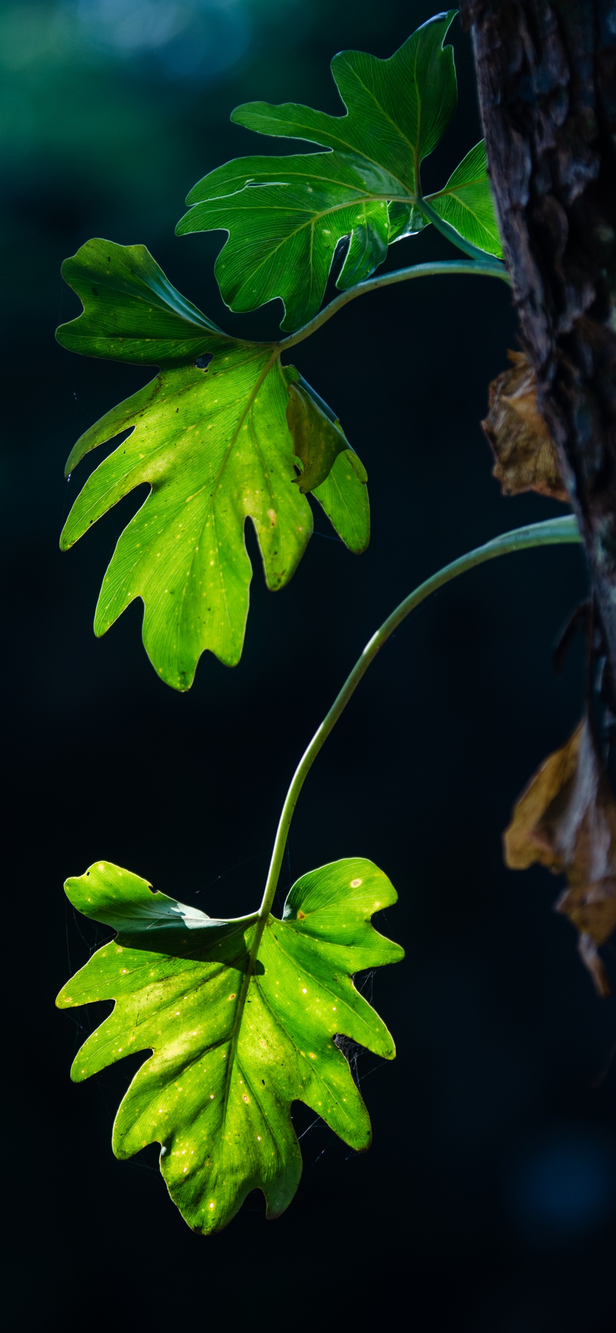Обои лист, ветвь, стебель растения, дерево, зеленый в разрешении 1242x2688