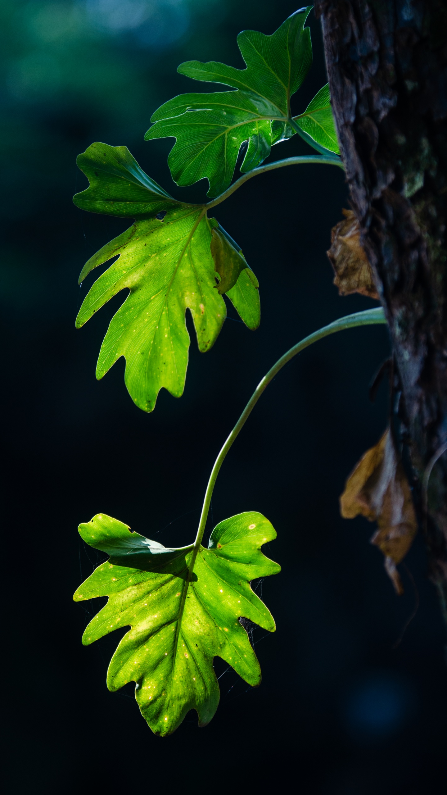 Обои лист, ветвь, стебель растения, дерево, зеленый в разрешении 1440x2560