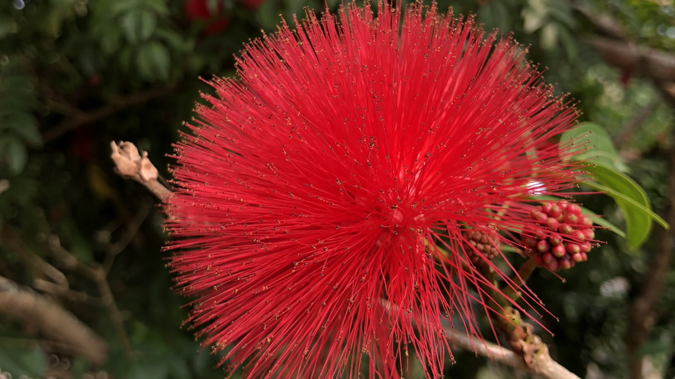 Обои Флора, малайское яблоко, растительность, красный цвет, цветок в разрешении 1366x768