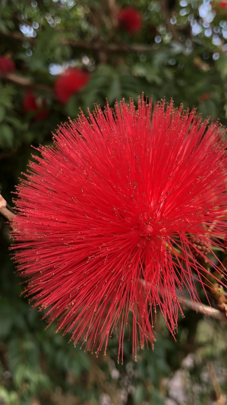 Обои Флора, малайское яблоко, растительность, красный цвет, цветок в разрешении 750x1334