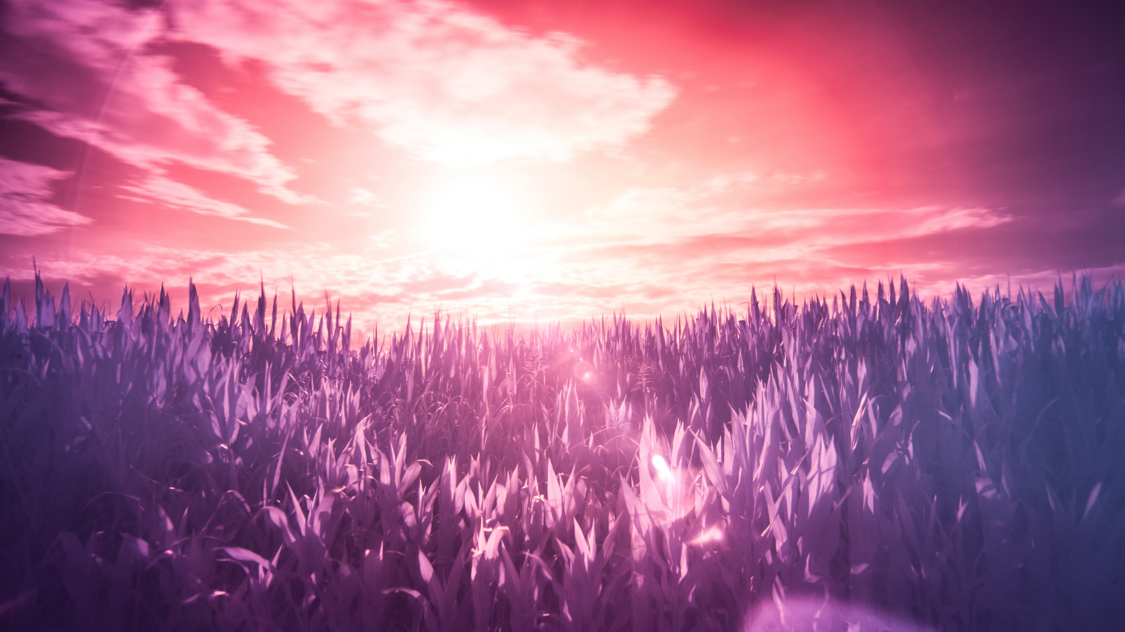 Обои пурпур, Фиолетовый, лаванда, свет, горизонт в разрешении 3840x2160