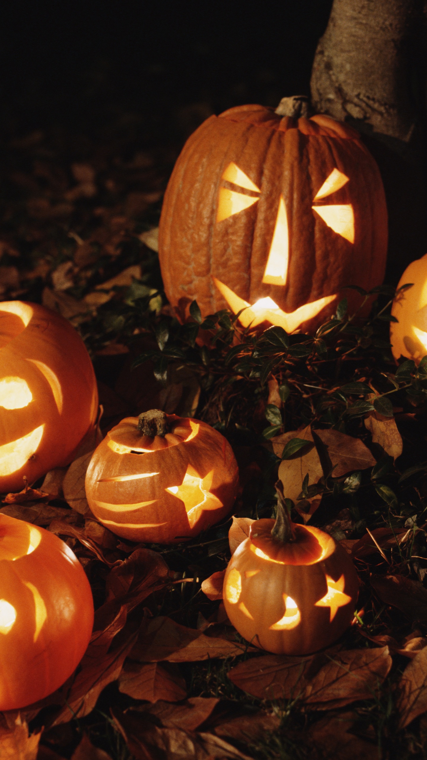 Обои тыквенных, Джек о фонарь, фонарь, Карвинг овощей, тыква в разрешении 1440x2560