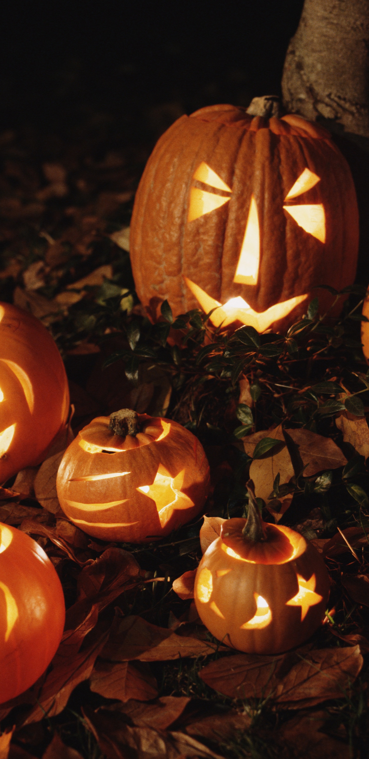 Обои тыквенных, Джек о фонарь, фонарь, Карвинг овощей, тыква в разрешении 1440x2960