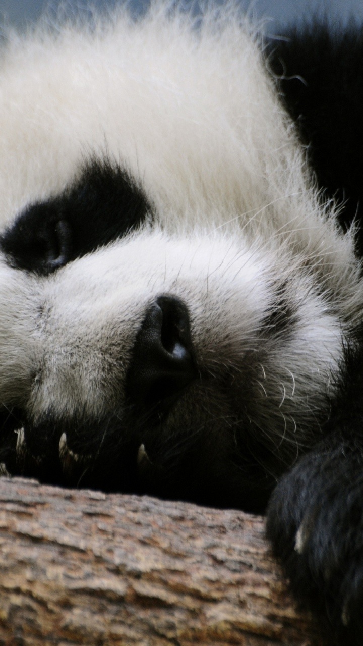 Обои гигантская панда, нос, медведь, морда, наземные животные в разрешении 720x1280