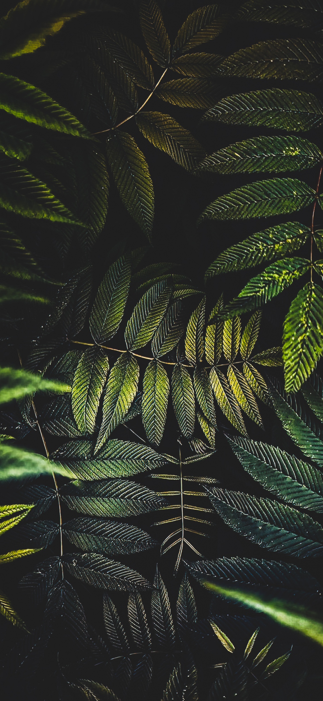 Обои лист, пальмовые рощи, цветок, растение, наземное растение в разрешении 1125x2436