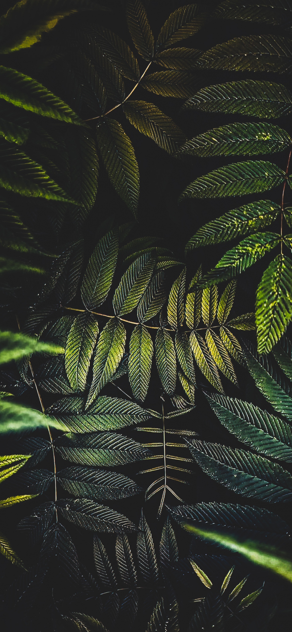 Обои лист, пальмовые рощи, цветок, растение, наземное растение в разрешении 1242x2688