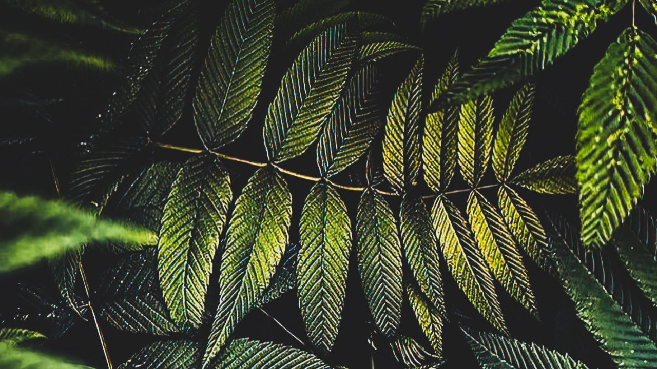 Обои лист, пальмовые рощи, цветок, растение, наземное растение в разрешении 1280x720