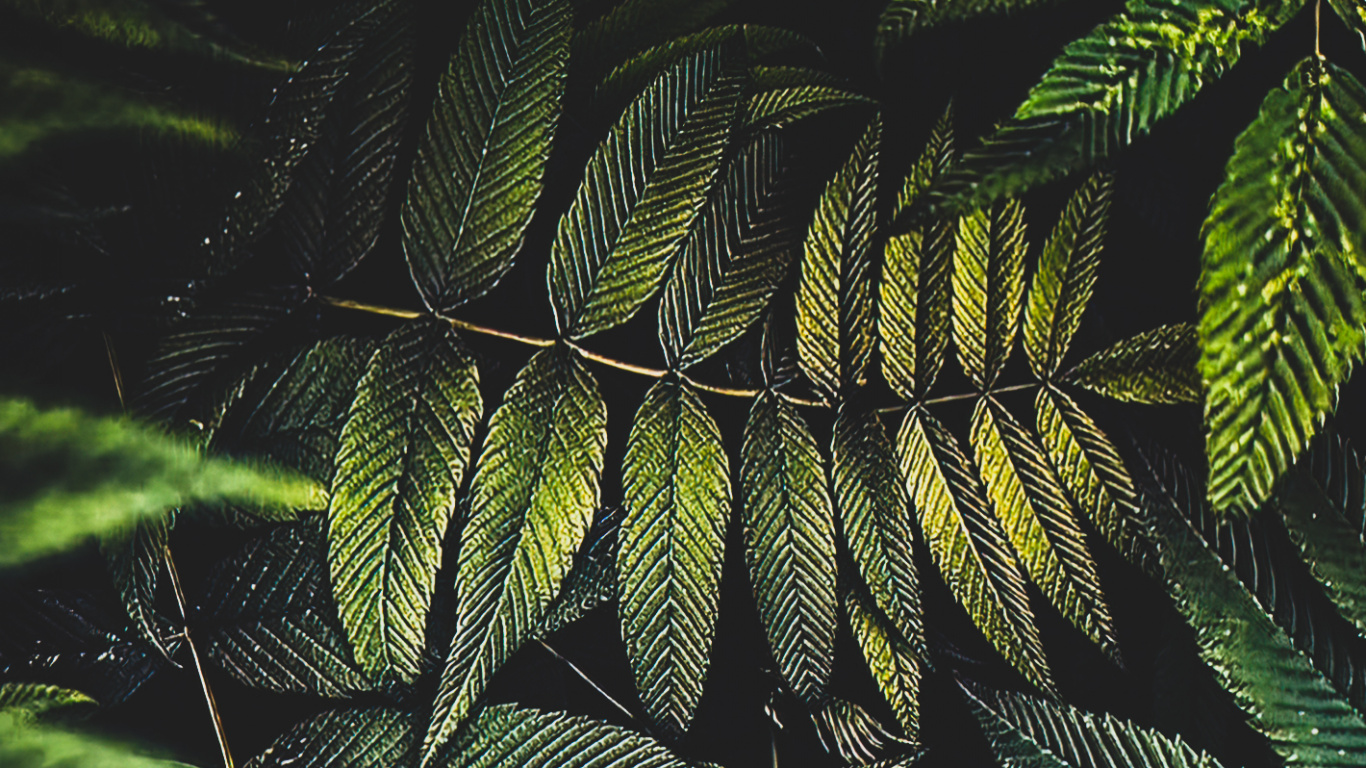 Обои лист, пальмовые рощи, цветок, растение, наземное растение в разрешении 1366x768