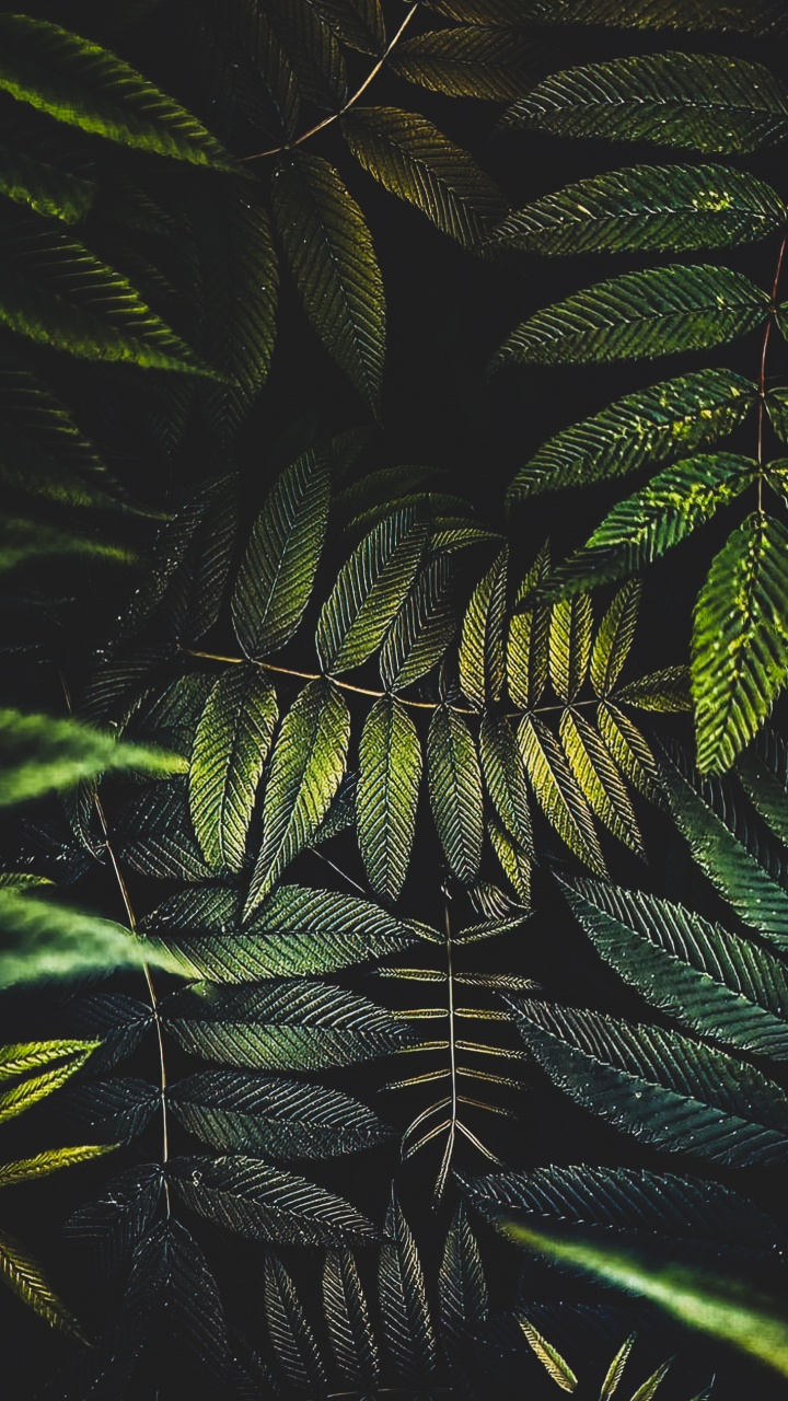 Обои лист, пальмовые рощи, цветок, растение, наземное растение в разрешении 720x1280