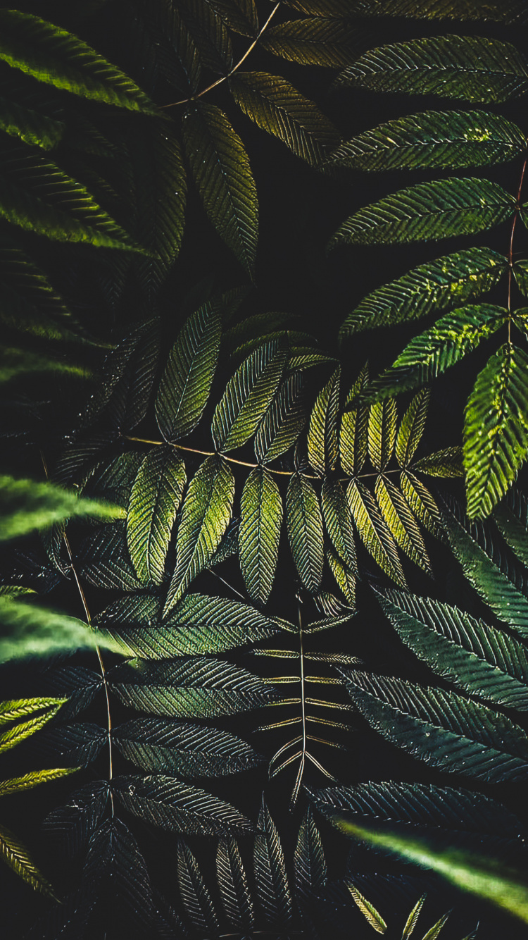 Обои лист, пальмовые рощи, цветок, растение, наземное растение в разрешении 750x1334