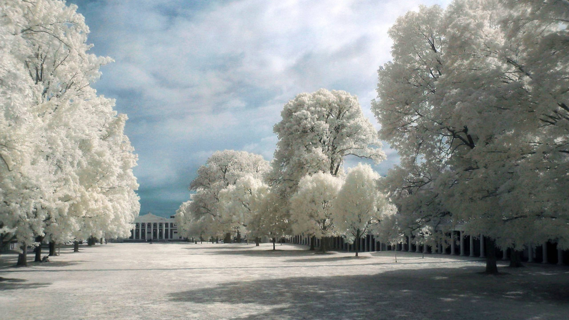 Обои инфракрасное излучение, дерево, зима, замораживание, облако в разрешении 1920x1080