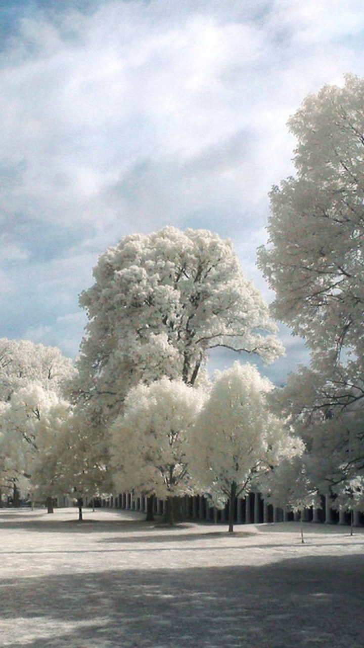 Обои инфракрасное излучение, дерево, зима, замораживание, облако в разрешении 720x1280