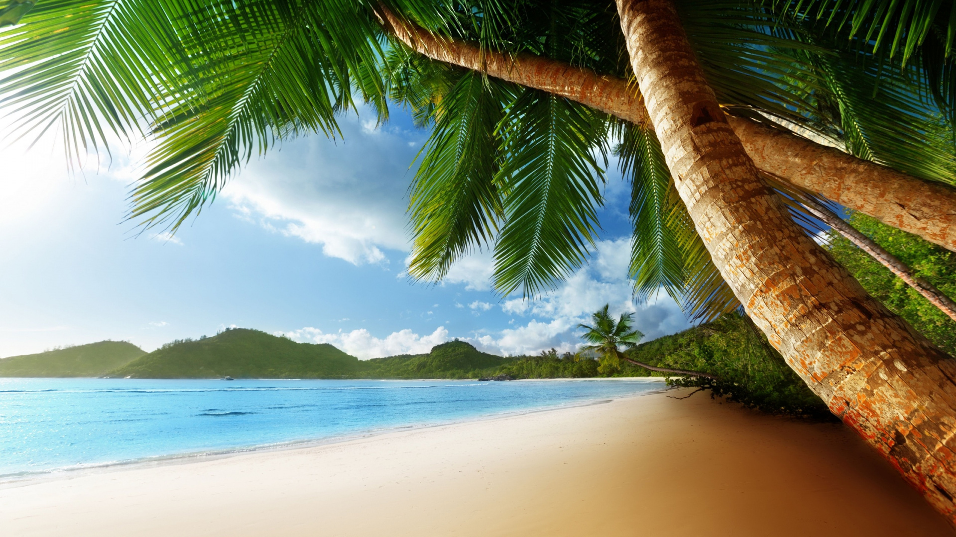 Обои пальмовые рощи, тропическая зона, дерево, Пальма, Карибский бассейн в разрешении 1920x1080