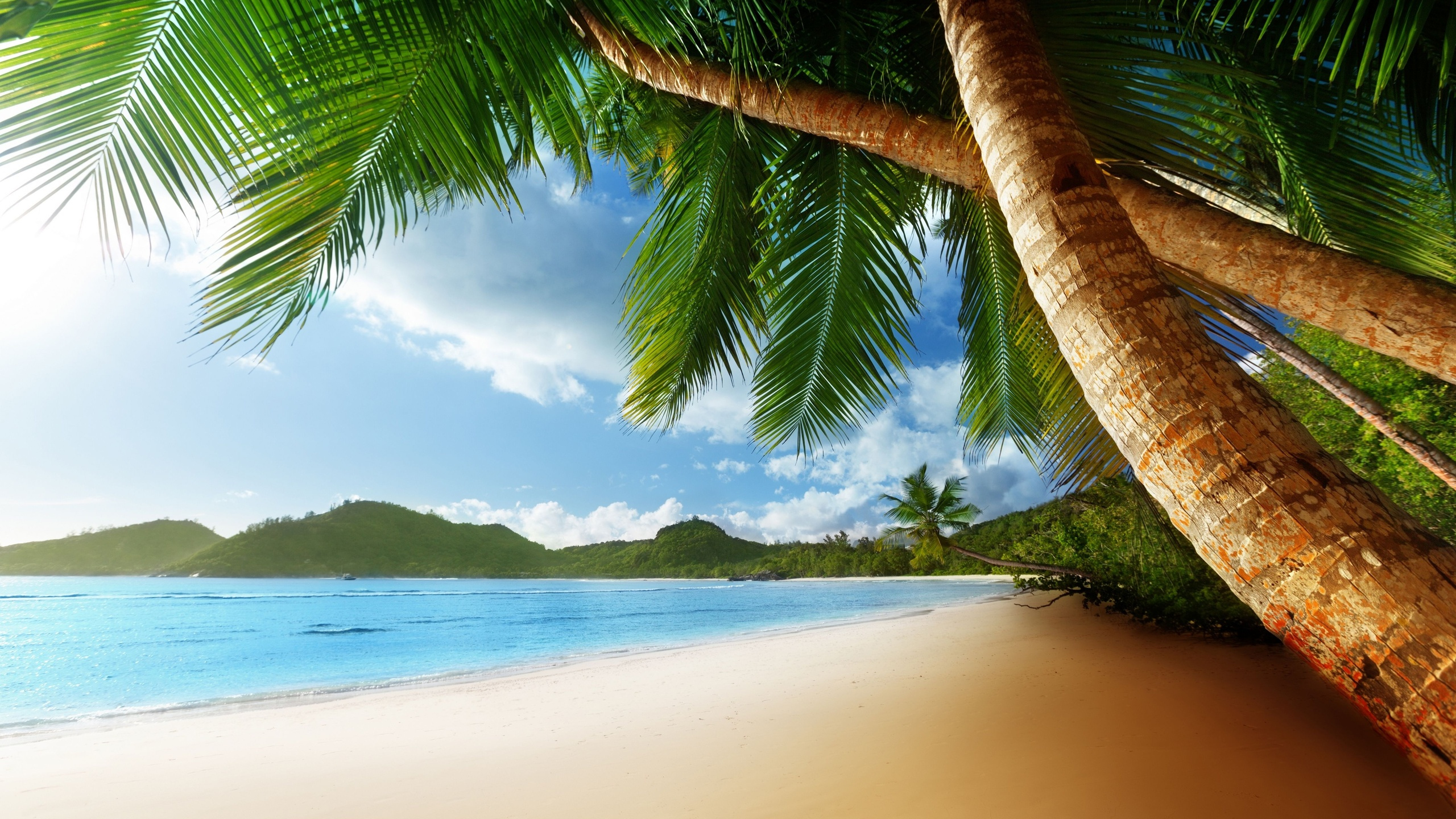 Обои пальмовые рощи, тропическая зона, дерево, Пальма, Карибский бассейн в разрешении 2560x1440