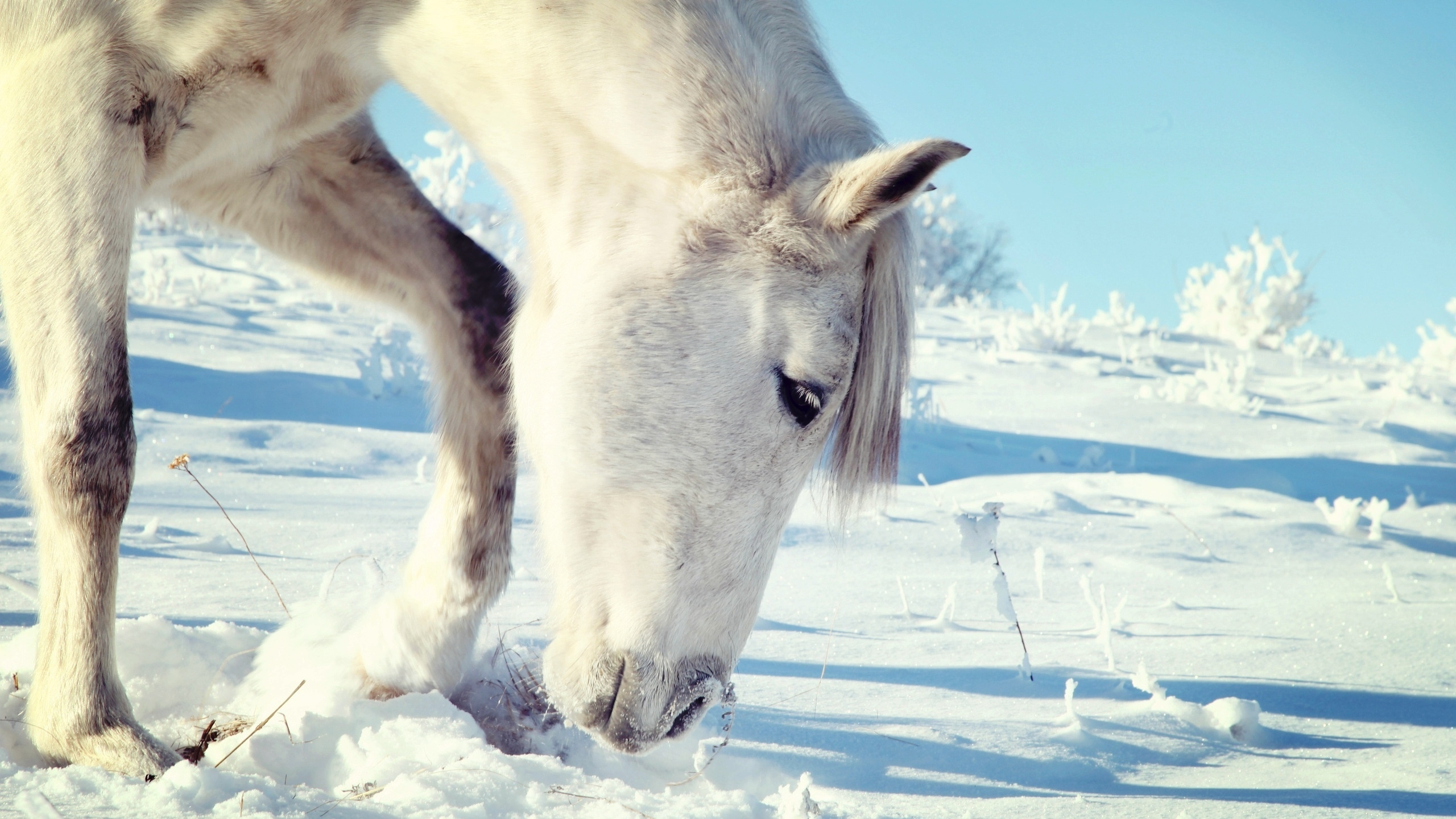 Обои снег, живая природа, грива, Арктика, замораживание в разрешении 2560x1440