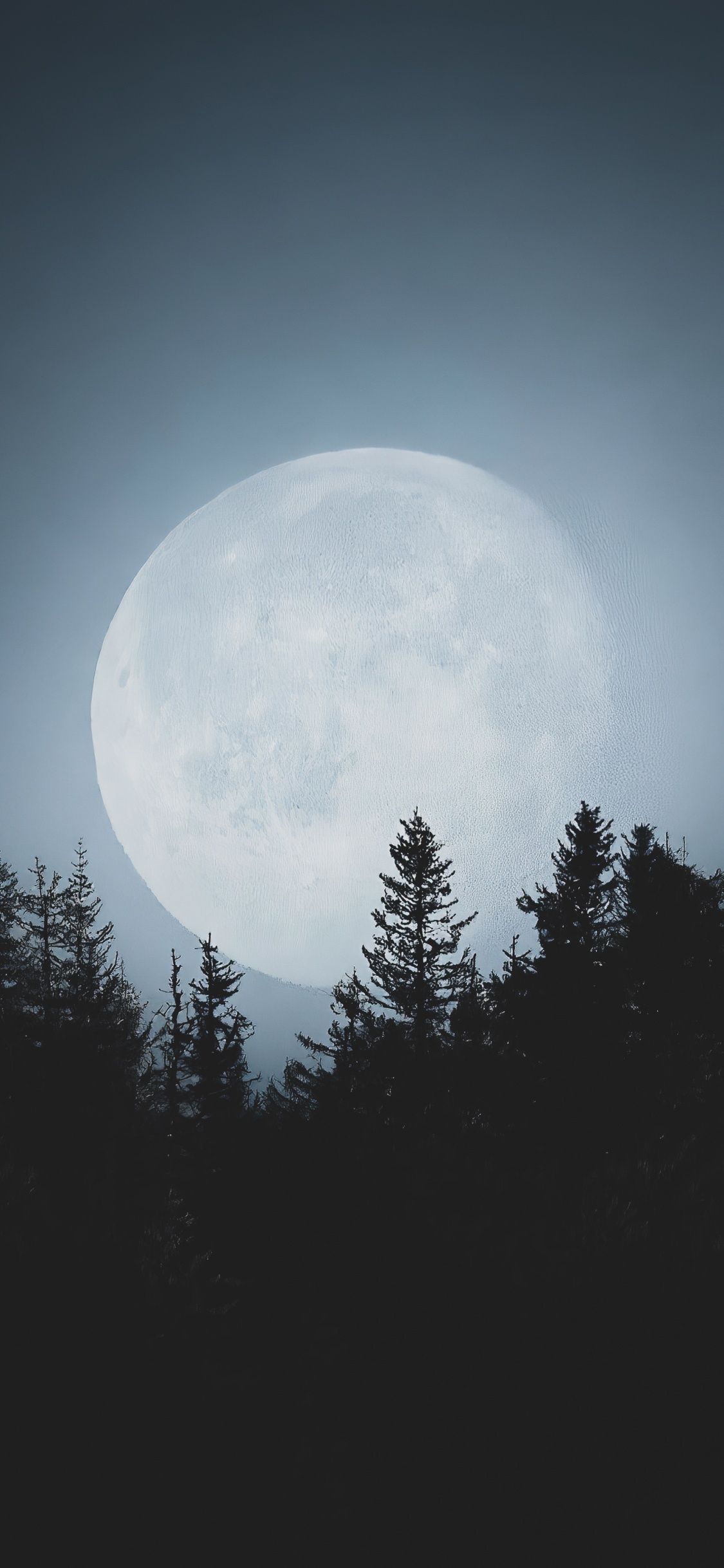 Обои атмосфера, природный ландшафт, мир, ветвь, луна в разрешении 1125x2436