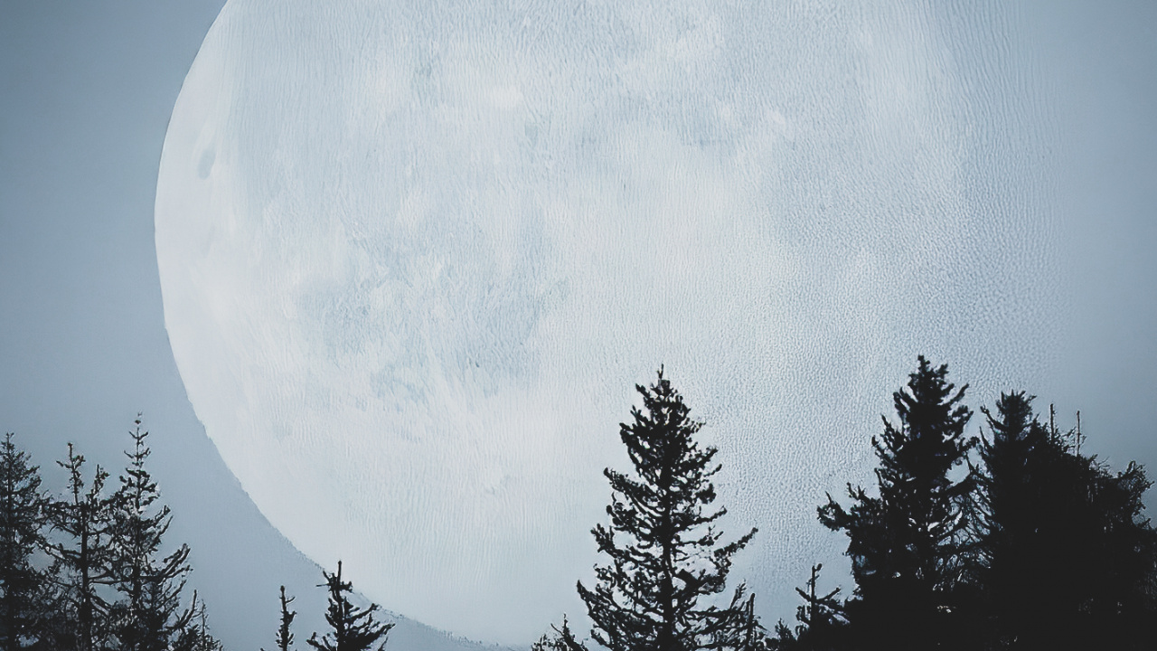 Обои атмосфера, природный ландшафт, мир, ветвь, луна в разрешении 1280x720