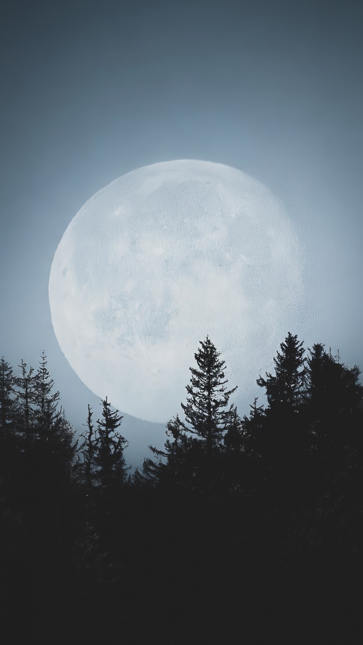 Обои атмосфера, природный ландшафт, мир, ветвь, луна в разрешении 720x1280