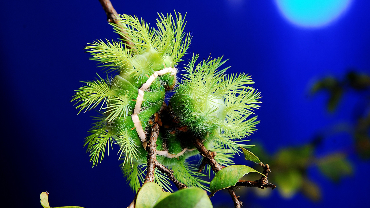 Обои стебель растения, дерево, макросъемка, растительность, ветвь в разрешении 1280x720