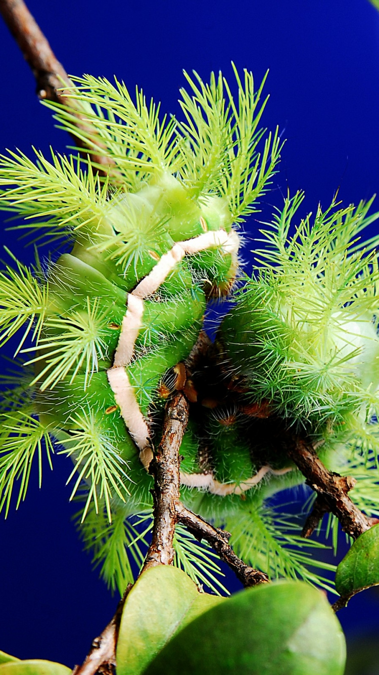 Обои стебель растения, дерево, макросъемка, растительность, ветвь в разрешении 750x1334