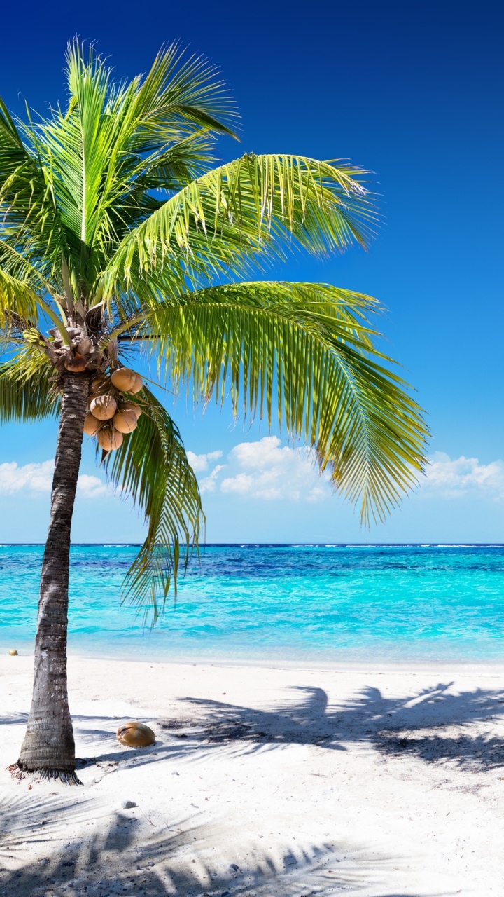 Обои пляж, пальмовые рощи, море, тропическая зона, Пальма в разрешении 720x1280