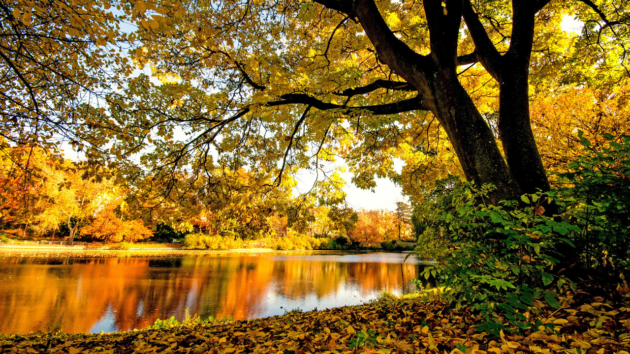 Обои фреска, стена, наклейка на стену, дерево, природа в разрешении 1280x720