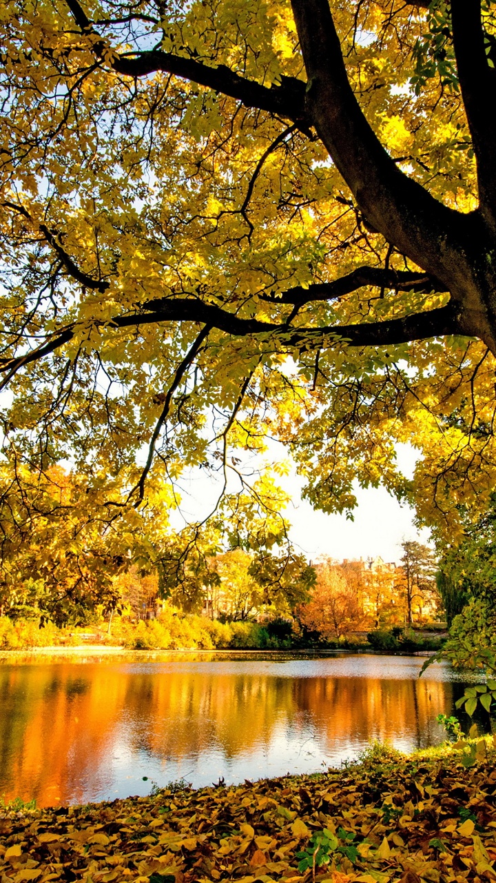 Обои фреска, стена, наклейка на стену, дерево, природа в разрешении 720x1280